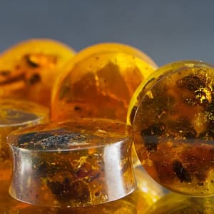 Reconstituted Amber Double Flared Plugs